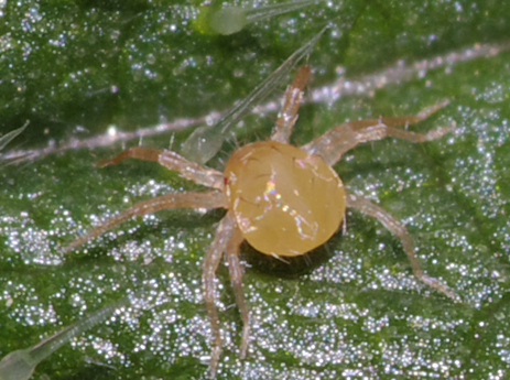 Anystidae Anystinae
